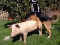 Shepherd dog bonks a swine